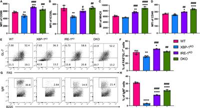 XBP-1s Promotes B Cell Pathogenicity in Chronic GVHD by Restraining the Activity of Regulated IRE-1α-Dependent Decay